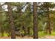 Backyard with a shed, trees and nature at 4850 Forest Hill Rd, Evergreen, CO 80439
