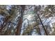 Looking up at the lush canopy of towering pine trees with sunlight streaming through the branches at 12655 Greenland Acres Rd, Larkspur, CO 80118