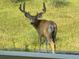 Majestic deer with velvet antlers spotted in green meadow at 9385 Prairie View Dr, Highlands Ranch, CO 80126