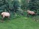Wildlife viewing two Elk in grassy area by treeline at 25257 Snyder Ave, Conifer, CO 80433