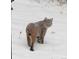 Bobcat standing in snow at 25257 Snyder Ave, Conifer, CO 80433