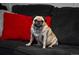 A cute pug is sitting on a couch in the living room by a red pillow at 4550 E 121St Pl, Thornton, CO 80241