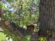 A squirrel lounges comfortably on a tree branch, enjoying the natural surroundings and sunshine at 10970 W Florida Ave # 225, Lakewood, CO 80232