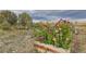 Well-maintained garden with vibrant flowers at 18715 Wagon Trl, Mead, CO 80542
