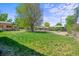 Spacious, green backyard with lush grass, mature tree, and chain-link fence at 245 S 13Th Ave, Brighton, CO 80601