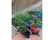 This delightful garden is full of vibrant flowers and greenery, a tranquil space for relaxation at 10540 Tracewood Cir, Highlands Ranch, CO 80130