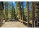 Scenic wooded backyard with tall pine trees and a natural landscape, inviting outdoor exploration at 46 Silver Creek Rd, Idaho Springs, CO 80452