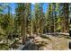 Backyard view with lush forest and natural beauty, offering a private outdoor retreat at 46 Silver Creek Rd, Idaho Springs, CO 80452