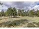 Lush green backyard with tall trees creating a peaceful and private setting at 26367 Pressler St, Conifer, CO 80433