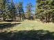 Lush backyard with mature trees provides privacy and natural beauty at 26367 Pressler St, Conifer, CO 80433