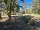 Scenic view of forested property with large evergreen trees and glimpses of a cabin at 26367 Pressler St, Conifer, CO 80433