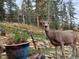 Backyard view featuring lush landscaping and wildlife at 1580 Santa Fe Mountain Rd, Evergreen, CO 80439