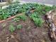 Vegetable garden featuring a variety of plants and herbs enclosed by logs and brick at 4332 Bruce Randolph Ave, Denver, CO 80207