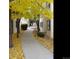 Scenic view of a curved walkway lined with trees in vibrant autumn colors, enhancing the property's curb appeal at 6380 S Boston St # 191, Greenwood Village, CO 80111