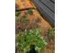 A vibrant garden featuring strawberries, herbs and a yellow garden hose at 30273 Conifer Rd, Evergreen, CO 80439