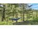 Relaxing hammocks nestled in a serene, forested setting, perfect for outdoor living at 30273 Conifer Rd, Evergreen, CO 80439