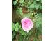 Close up of a light pink rose bush with green foliage and wood accents provides a colorful space at 18445 W 59Th Dr, Golden, CO 80403
