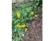 Lush landscaping featuring bright yellow flowers with healthy green foliage offers a colorful touch at 18445 W 59Th Dr, Golden, CO 80403