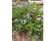 Beautiful landscaping features blue flowers with leafy green foliage provides a colorful touch at 18445 W 59Th Dr, Golden, CO 80403