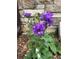 Landscaping featuring bright purple flowers with a brick wall provides a colorful touch to the outdoor space at 18445 W 59Th Dr, Golden, CO 80403