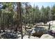 Scenic property with a herd of deer in a lush, green forest at 8691 S Warhawk Rd, Conifer, CO 80433