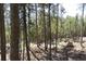 Lush wooded property with natural light and mature pine trees at 8691 S Warhawk Rd, Conifer, CO 80433