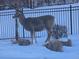 Deer in yard with black metal fence in the background, snow on the ground at 7267 S Millbrook Ct, Aurora, CO 80016