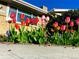 Attractive flowers planted close to house add curb appeal to home at 1823 S Carr St, Lakewood, CO 80232