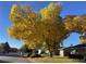 Beautiful large tree with gold leaves and blue sky on a residential street at 1823 S Carr St, Lakewood, CO 80232