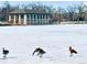 Peaceful frozen lake with geese and a historic building in the background at 10 N Ogden St # 5, Denver, CO 80218