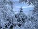 Snow-covered trees create a beautiful winter view of distant hills and sky at 12173 W 27Th Dr, Lakewood, CO 80215
