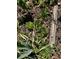 A close-up of succulents growing in a garden bed with mulch and ground cover at 10438 Williams St, Northglenn, CO 80233