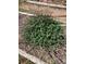 Green leafy bush surrounded by tan dried weeds, adding a natural element to the landscape at 10438 Williams St, Northglenn, CO 80233