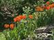A vibrant array of bright orange tulips nestled among lush green foliage in a serene outdoor setting at 11267 W Colorado Pl, Denver, CO 80232