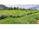 View of large grassy backyard with trees and natural vegetation and colorful wildflowers in the distance at 94 Vale St, Palmer Lake, CO 80133