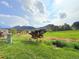 Backyard view of beautiful open space and greenery beyond at 94 Vale St, Palmer Lake, CO 80133