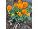 Close-up of bright orange pansies surrounded by healthy green foliage in a mulched garden bed at 4392 E 126Th Pl, Thornton, CO 80241