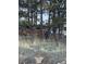 Exterior shot of a rustic home with a rock wall, framed by towering pine trees and natural vegetation at 433 Gunn Ave, Berthoud, CO 80513