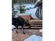 Moose in the backyard next to the hot tub of this mountain home at 11932 Coal Creek Heights Dr, Golden, CO 80403