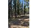 Dirt area surrounded by pine trees with shadows at 274 Lincoln Dr, Idaho Springs, CO 80452