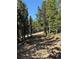 Dirt road with pine trees and shadows at 274 Lincoln Dr, Idaho Springs, CO 80452