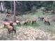 Large backyard with herd of elk grazing in the meadow at 2164 Foothills S Dr, Golden, CO 80401