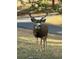 A large mule deer buck stands alert in a wooded area, showcasing the natural setting of the property at 2164 Foothills S Dr, Golden, CO 80401