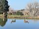Deer near calm pond reflecting the sky, with lush greenery adding to the serene scene at 6405 Eagle Feather Trl, Littleton, CO 80125