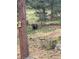 Backyard view with a bear near a birdhouse and a fenced yard at 4786 Forest Hill Rd, Evergreen, CO 80439