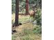 Deer in the backyard with pine trees and rocky landscape, plus another deer behind at 4786 Forest Hill Rd, Evergreen, CO 80439