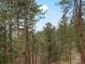 Backyard with mature pine trees providing ample shade and privacy at 4786 Forest Hill Rd, Evergreen, CO 80439
