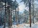 Snowy, secluded backyard with tall evergreens and a hillside setting at 4786 Forest Hill Rd, Evergreen, CO 80439