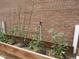 Close up of a vegetable garden with young tomato plants and brick wall backdrop at 12931 W Florida Dr, Lakewood, CO 80228