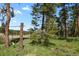 Spacious backyard featuring mature trees and a charming tree swing for outdoor enjoyment at 9359 Barnes Ave, Conifer, CO 80433
